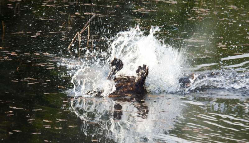 Beaver Diving